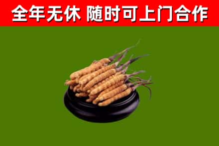 彭山区回收冬虫夏草