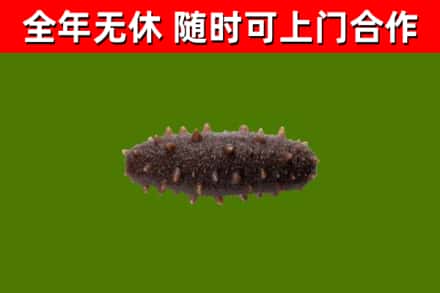 彭山区回收海参干